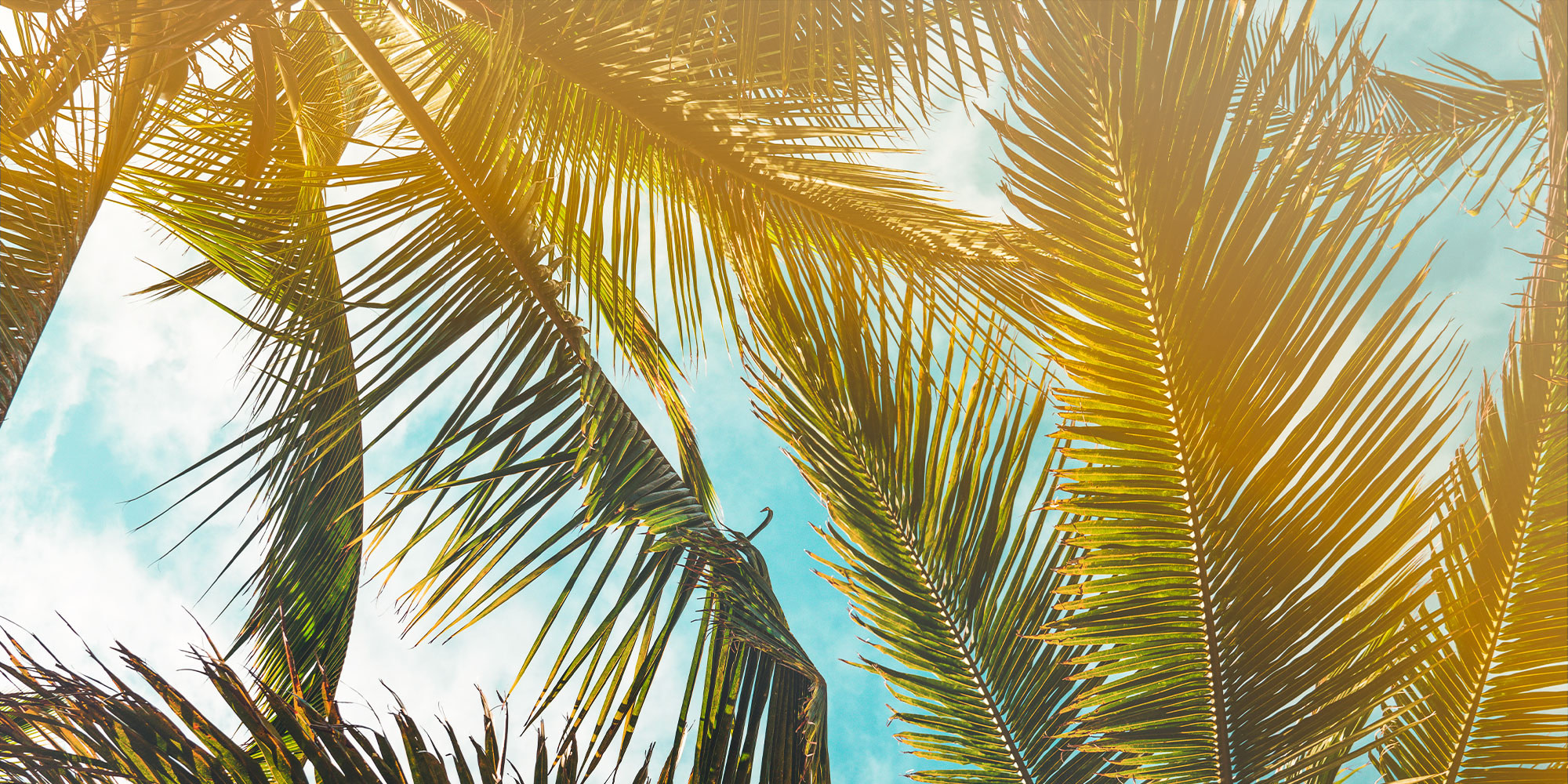 Palm tree leaves in front of sky and clouds