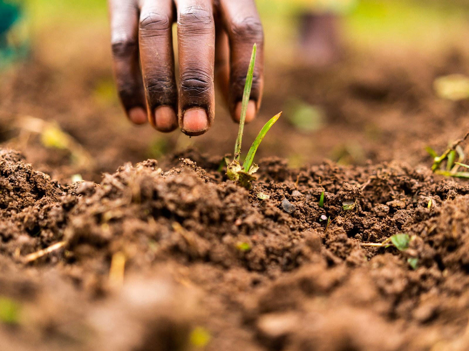 Hand reaching towards seedling in the soil