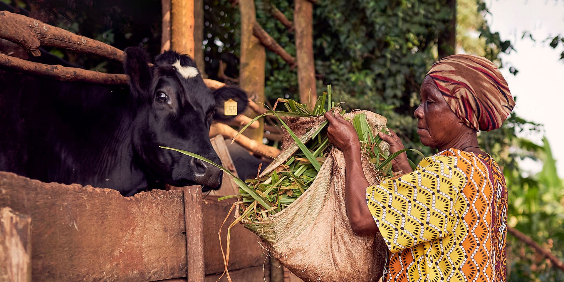Ugandan woman feeds a cow.