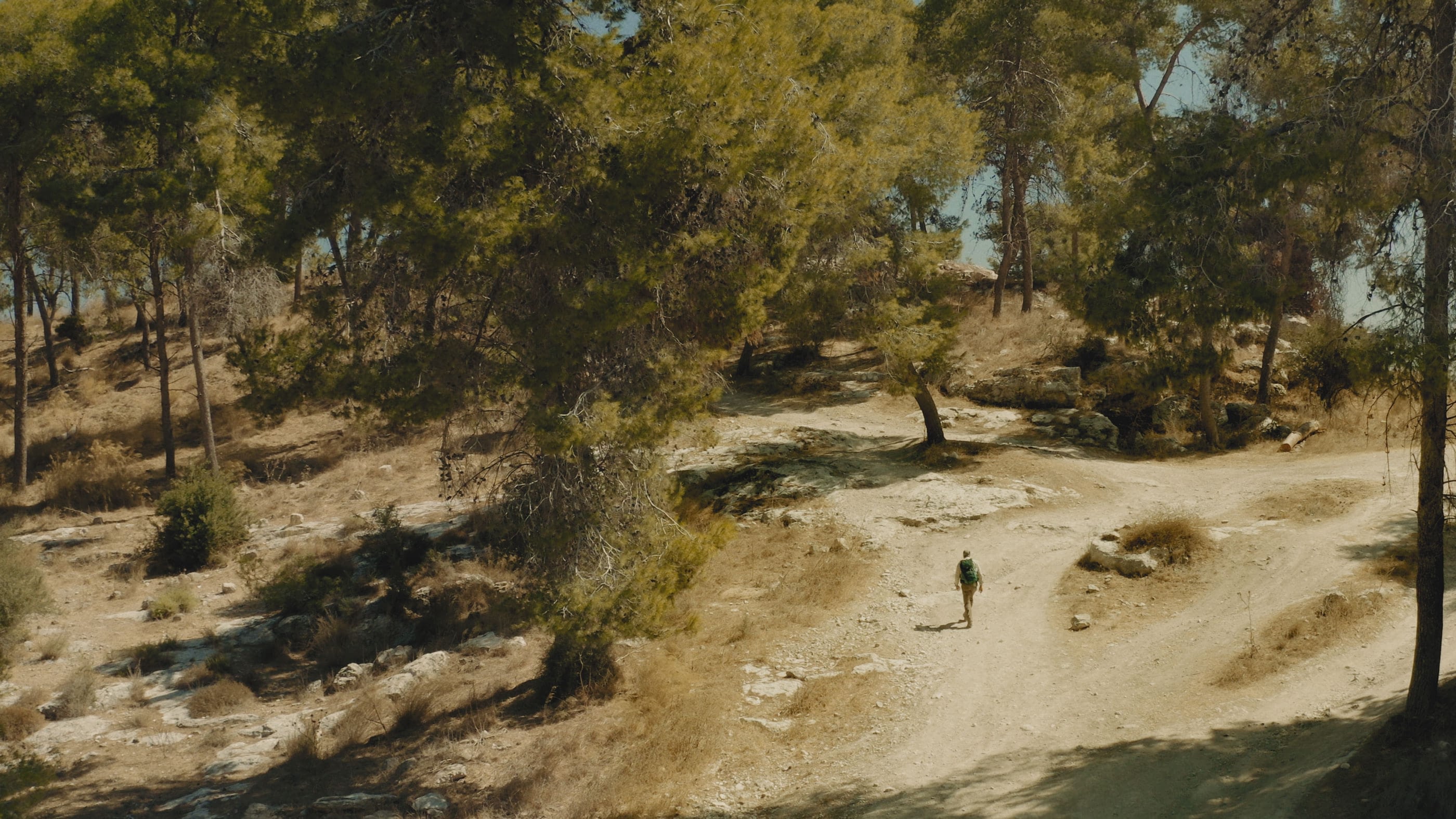 Hiker walking on a forest trail